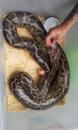 burmese python 10ft burmese python 10ft